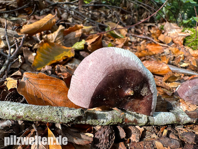 Papageitäubling, Kleiner Frauentäubling, Russula ionochlora