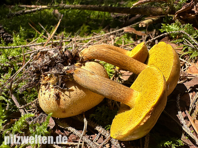Parasitischer Röhrling, Pseudoboletus parasiticus