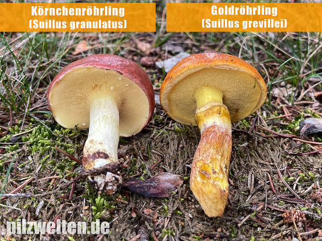 Körnchenröhrling, Suillus granulatus