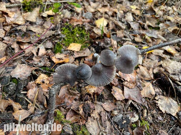 Rillstieliger Helmling, Mycena polygramma