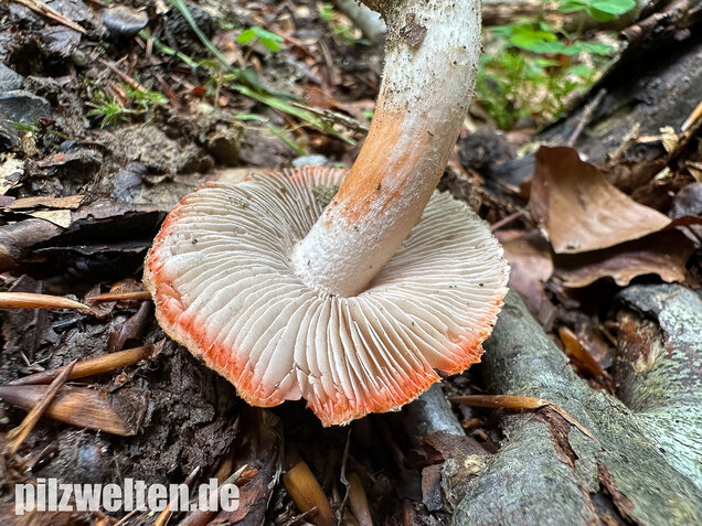 Rötender Risspilz, Schamroter Risspilz, Inocybe godeyi
