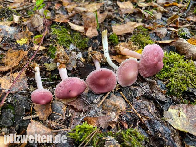 Rosa Rettichhelmling, Mycena rosea