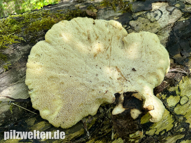Schuppiger Porling, Cerioporus squamosus