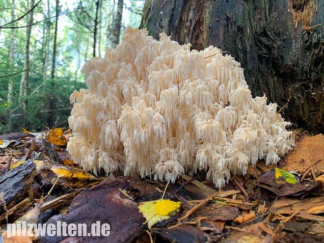 Tannenstachelbart, Hericium flagellum