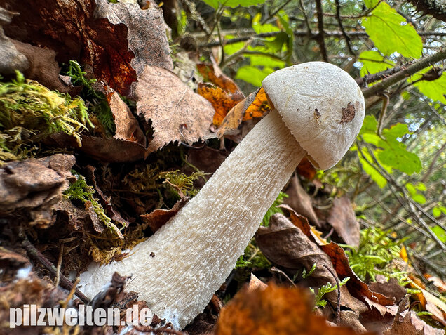 Wollstieliger Raufußröhrling (weiße Form), Leccinum cyaneobasileucum