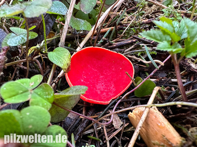 Scharlachroter Kelchbecherling, Österreichischer Prachtbecherling, Sarcoscypha austriaca & coccinea