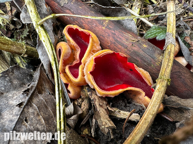 Scharlachroter Kelchbecherling, Österreichischer Prachtbecherling, Sarcoscypha austriaca & coccinea