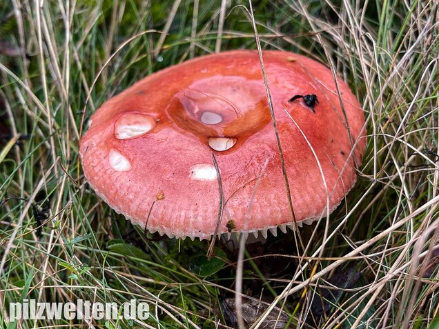 Apfeltäubling, Russula paludosa