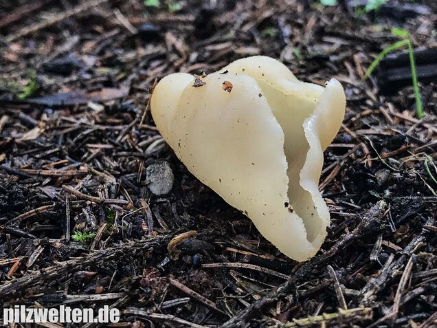 Blasiger Becherling, Peziza vesiculosa