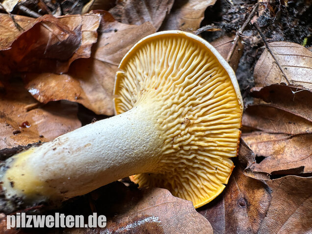Blasser Pfifferling, Laubwaldpfifferling, Cantharellus pallens