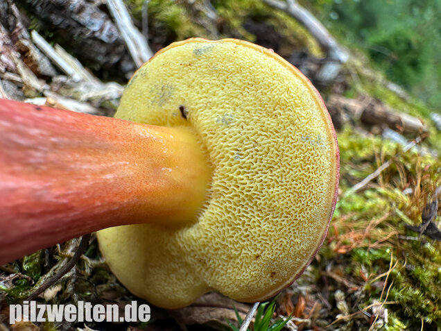 Blutroter Filzröhrling, Blutroter Gartenfilzröhrling, Hortiboletus rubellus