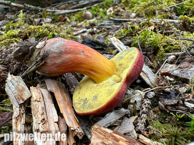 Blutroter Filzröhrling, Blutroter Gartenfilzröhrling, Hortiboletus rubellus