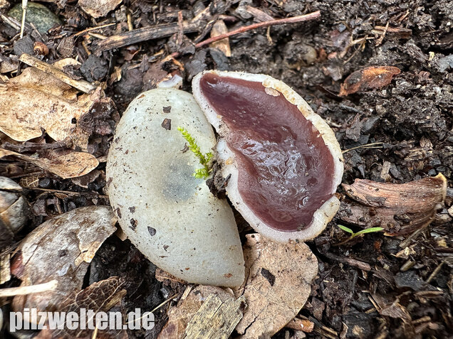 Braunvioletter Brandstellenbecherling, Violetter Becherling, Geoscypha violacea