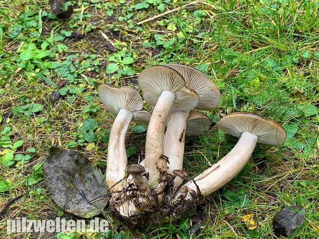 Büscheliger Rasling, Lyophyllum decastes