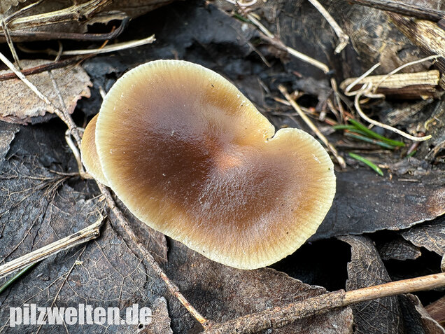 Fettigglänzender Häubling, Blätter-Scheinschüppling, Meottomyces dissimulans