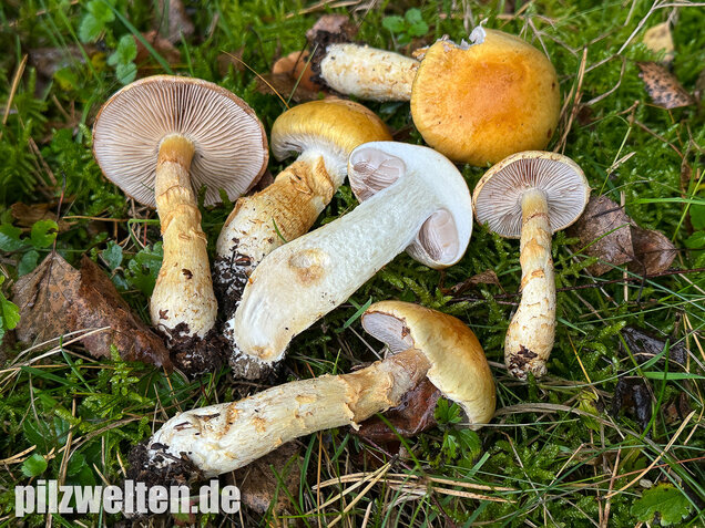 Gelbgestiefelter Schleimkopf, Phlegmacium triumphans