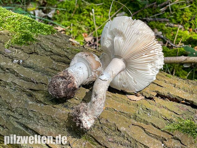 Grauer Wulstling, Amanita excelsa