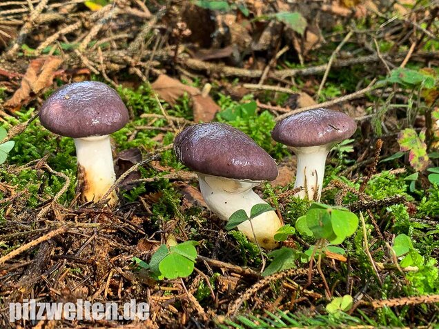 Großer Schmierling, Kuhmaul, Gomphidius glutinosus