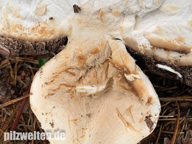 Großsporiger Riesenchampignon, Agaricus urinascens