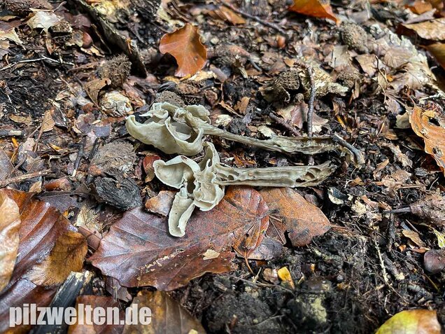 Grubenlorchel, Helvella lacunosa