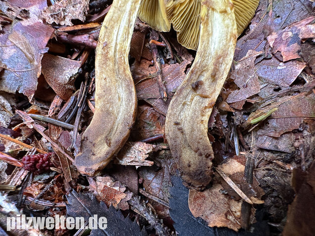 Grünblättriger Hautkopf, Hainbuchenhautkopf, Cortinarius olivaceofuscus