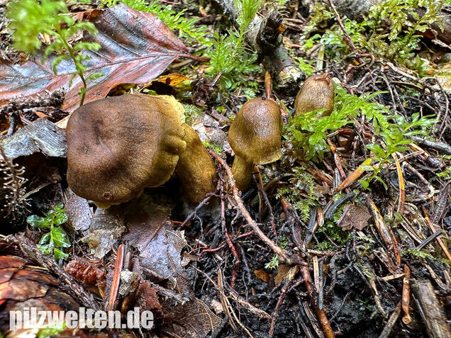Grünblättriger Hautkopf, Hainbuchenhautkopf, Cortinarius olivaceofuscus