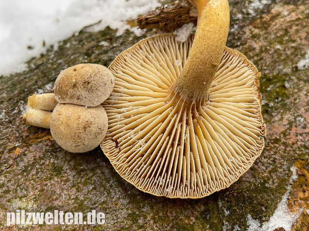 Harziger Sägeblättling, Neolentinus adhaerens