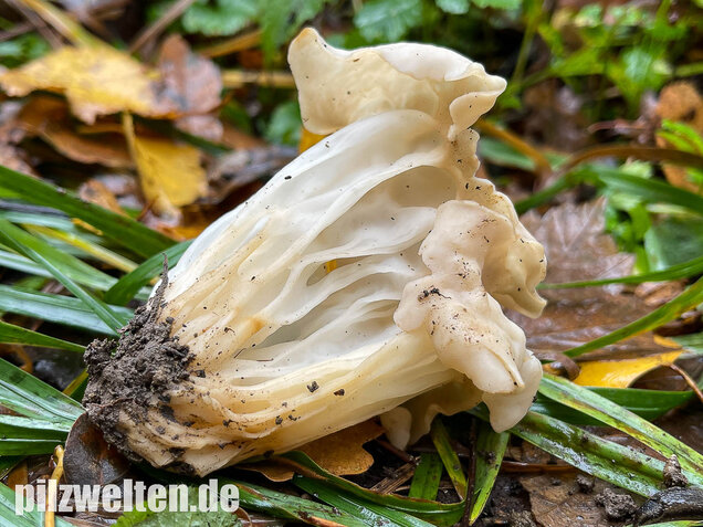 Herbstlorchel, Helvella crispa