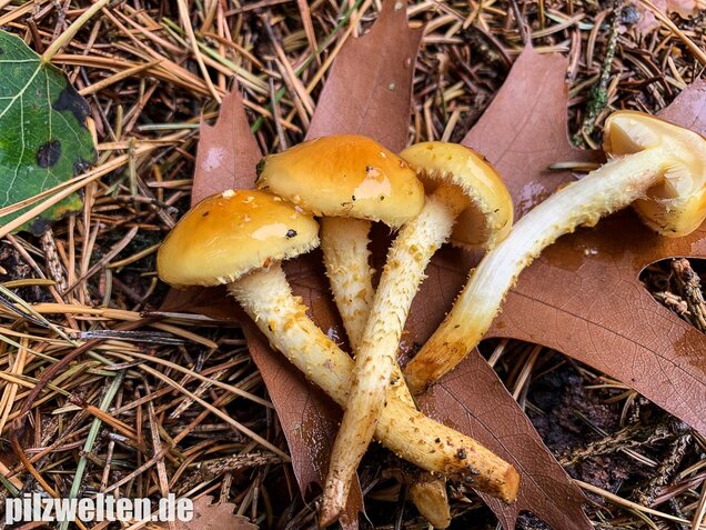Hochthronender Schüppling, Pholiota limonella
