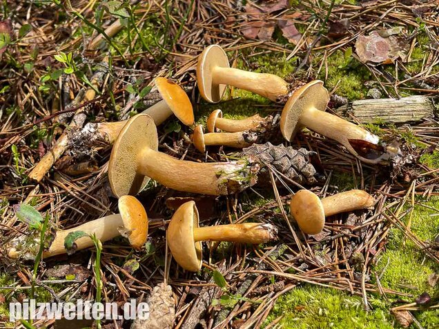 Kuhröhrling, Suillus bovinus