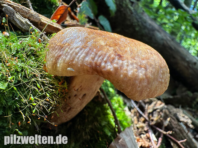 Morsetäubling, Marzipantäubling, Russula illota