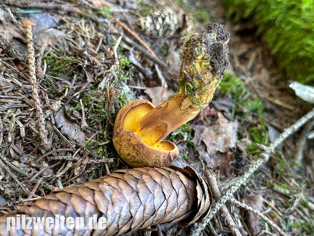 Nadelholzröhrling, Nadelholz-Pulverröhrling, Buchwaldoboletus lignicola