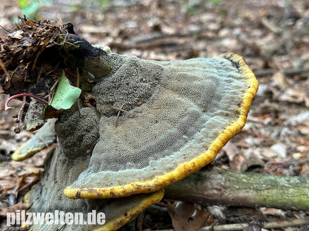Nadelholzbraunporling, Phaeolus schweinitzii