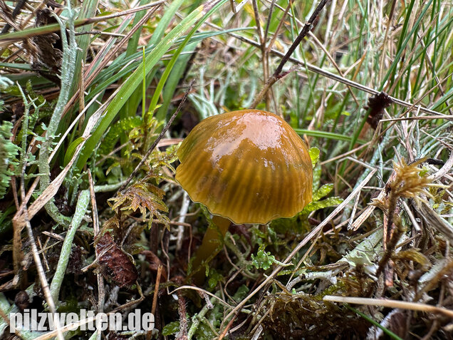 Papageigrüner Saftling, Papageiensaftling, Gliophorus psittacinus