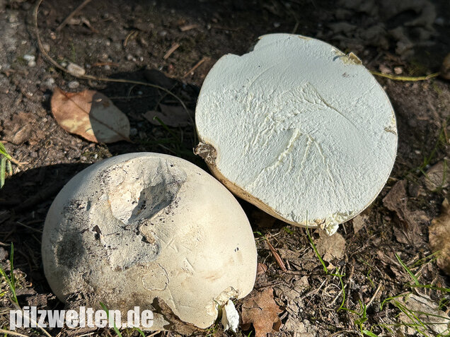Riesenbovist, Calvatia gigantea