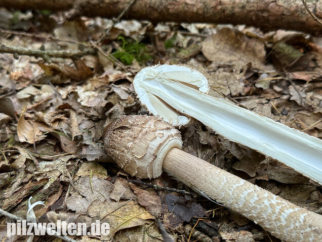 Riesenschirmling, Parasol, Macrolepiota procera