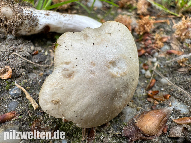 Schlehenrötling, Blasser Frühlingsrötling, Entoloma sepium