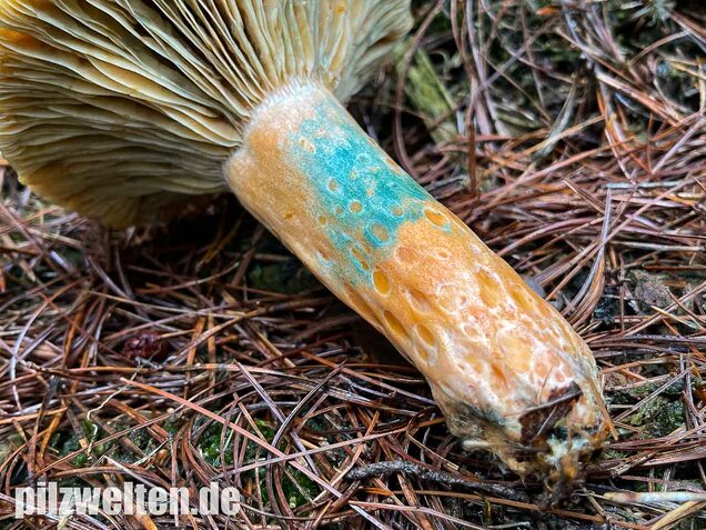 Spangrüner Kiefernreizker, Lactarius semisanguifluus