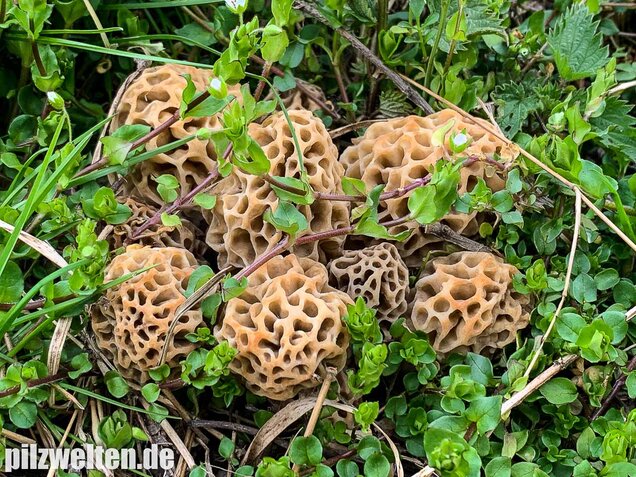 Speisemorchel, Morchella esculenta