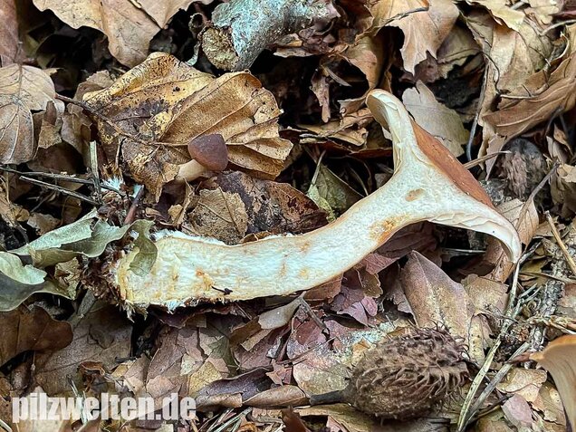 Süßlicher Buchenmilchling, Lactarius subdulcis