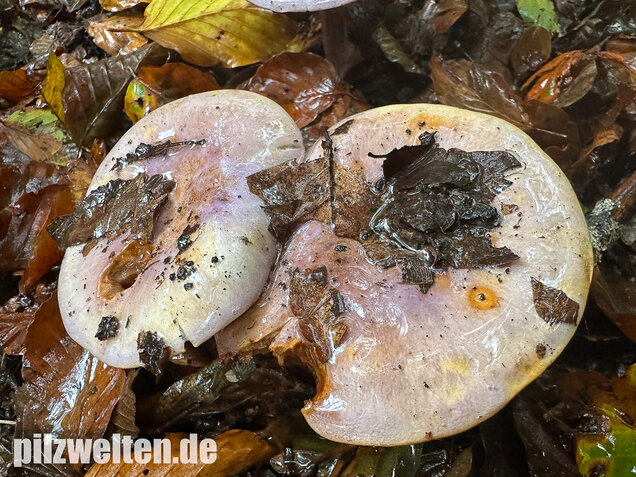Violetter Klumpfuß, Calonarius sodagnitus