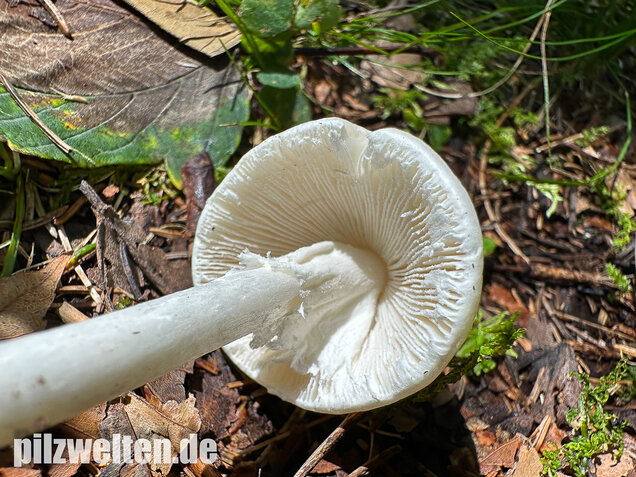 Kegelhütiger Knollenblätterpilz, Amanita virosa