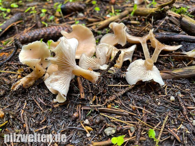 Weißlicher Anistrichterling, Clitocybe fragrans
