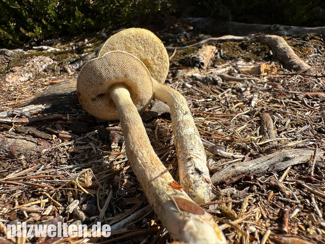 Weißer Birkenpilz, Leccinum holopus