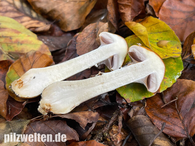 Ziegelgelber Schleimkopf, Semmelgelber Schleimkopf, Cortinarius varius