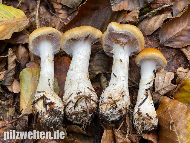 Ziegelgelber Schleimkopf, Semmelgelber Schleimkopf, Cortinarius varius