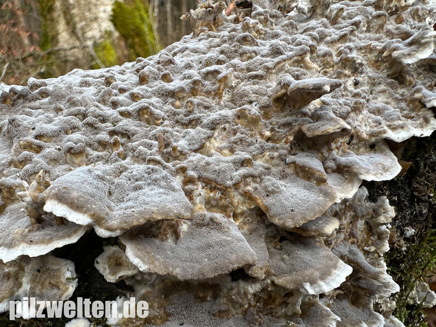 Angebrannter Rauchporling, Bjerkandera adusta