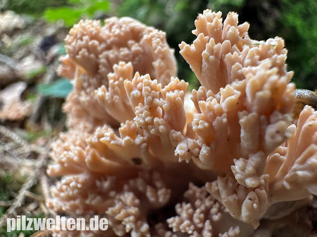 Bauchwehkoralle, Blasse Koralle, Ramaria pallida
