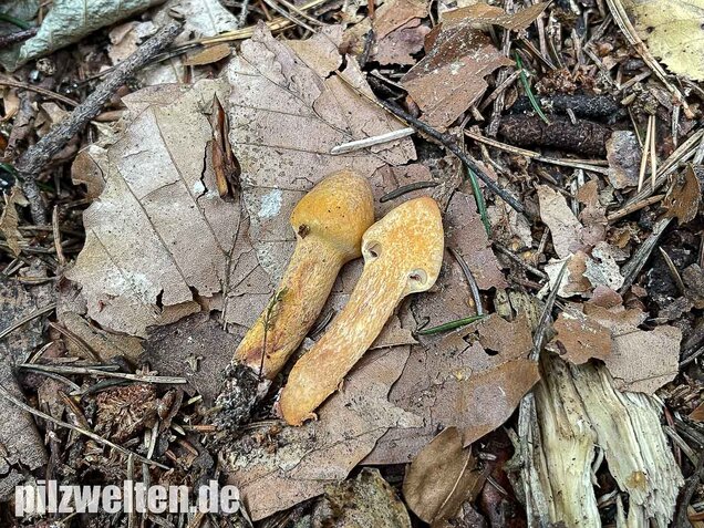 Filziger Gelbfuß, Chroogomphus helveticus