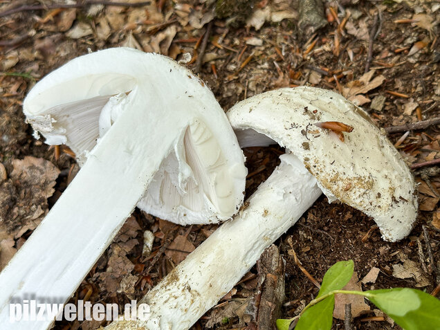 Fransiger Wulstling, Amanita strobiliformis